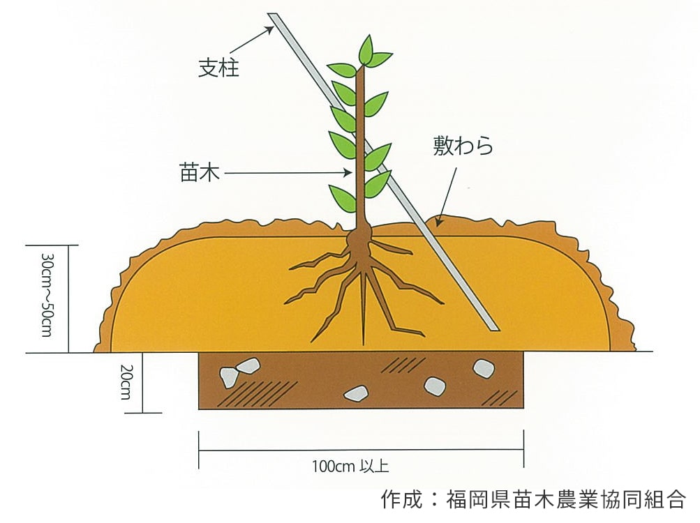 植え付け後の管理